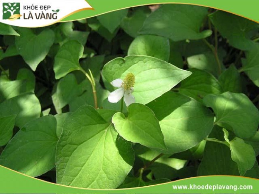 May Balo Quảng Cáo - QC058
